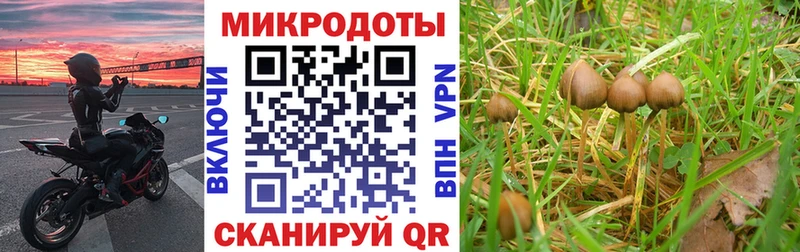 Псилоцибиновые грибы прущие грибы  Купить закладки  Тында 